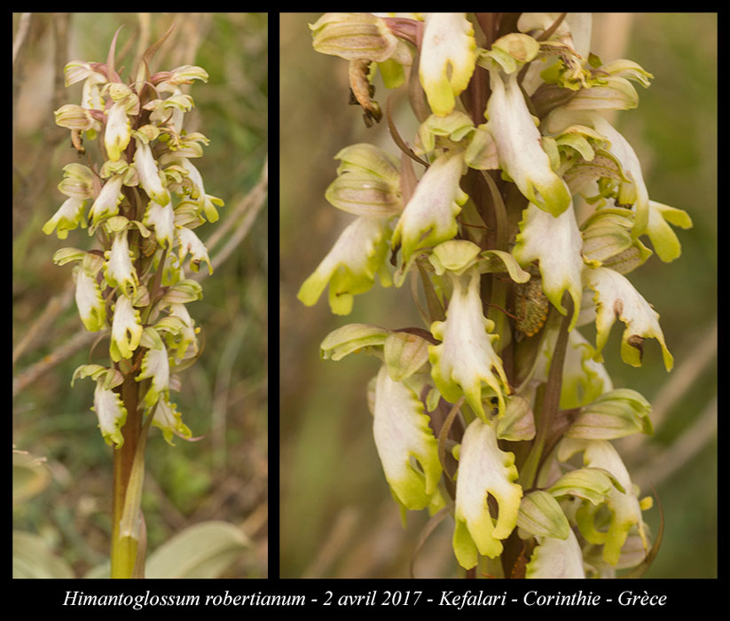 Himantoglossum-robertianum