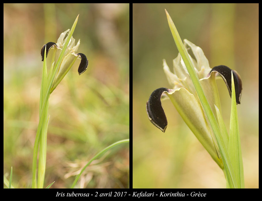 Iris-tuberosa