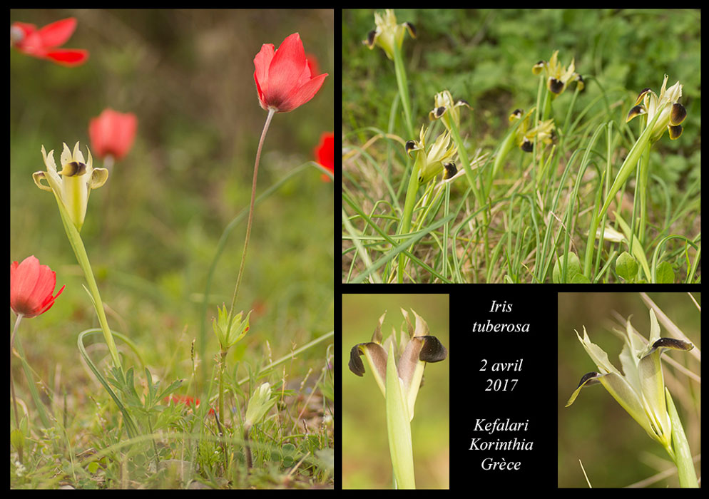 Iris-tuberosa3