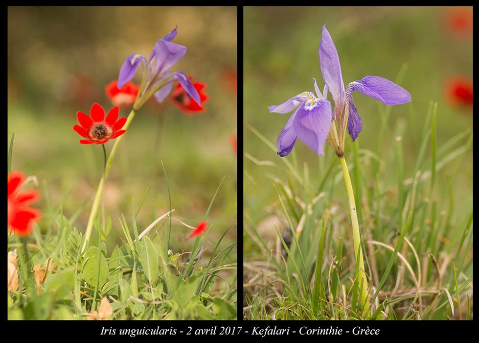 Iris-unguicularis2