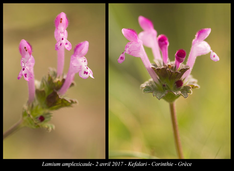 Lamium-amplexicaule