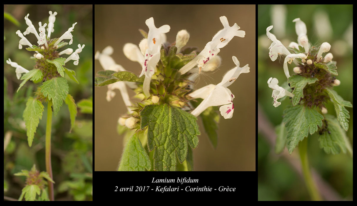 Lamium-bifidum