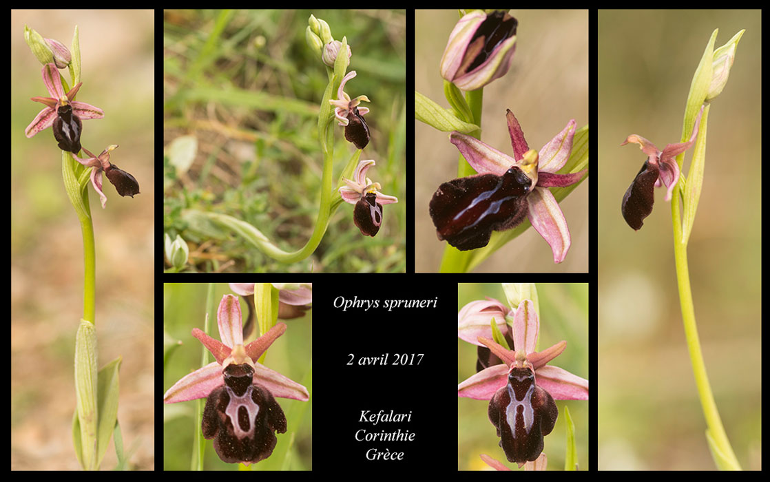 Ophrys-spruneri