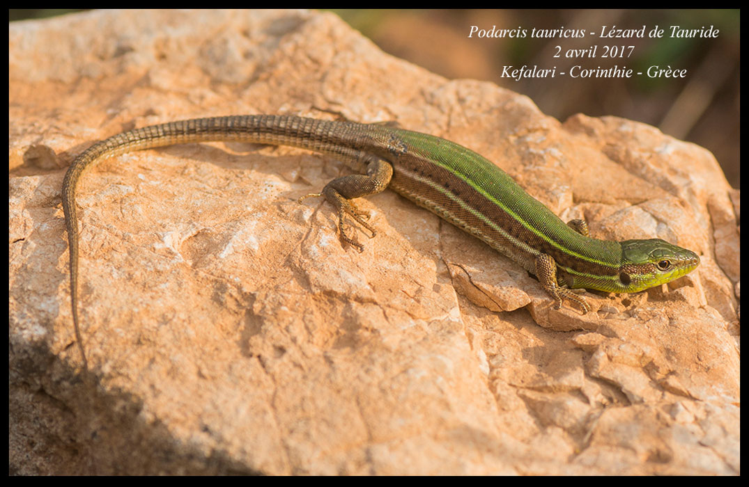 Podarcis-tauricus