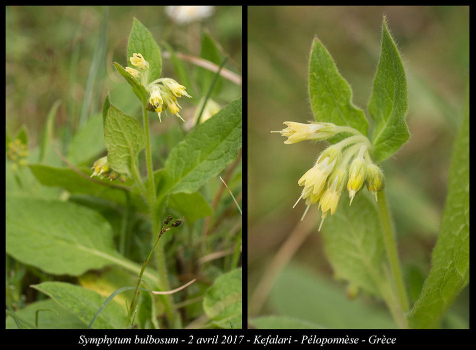 Symphytum-bulbosum