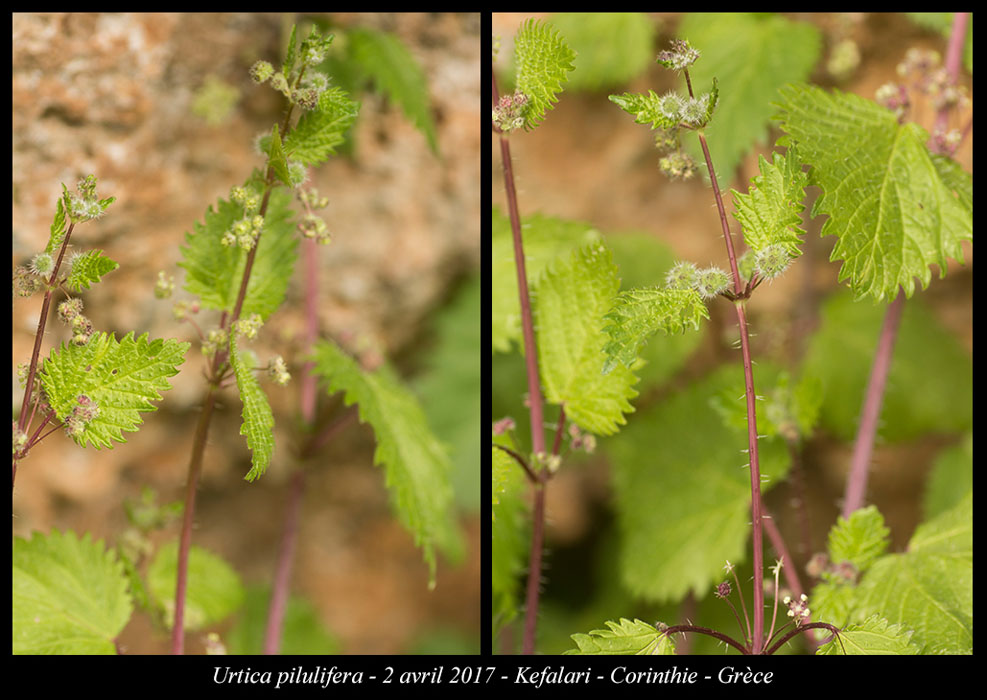 Urtica-pilulifera