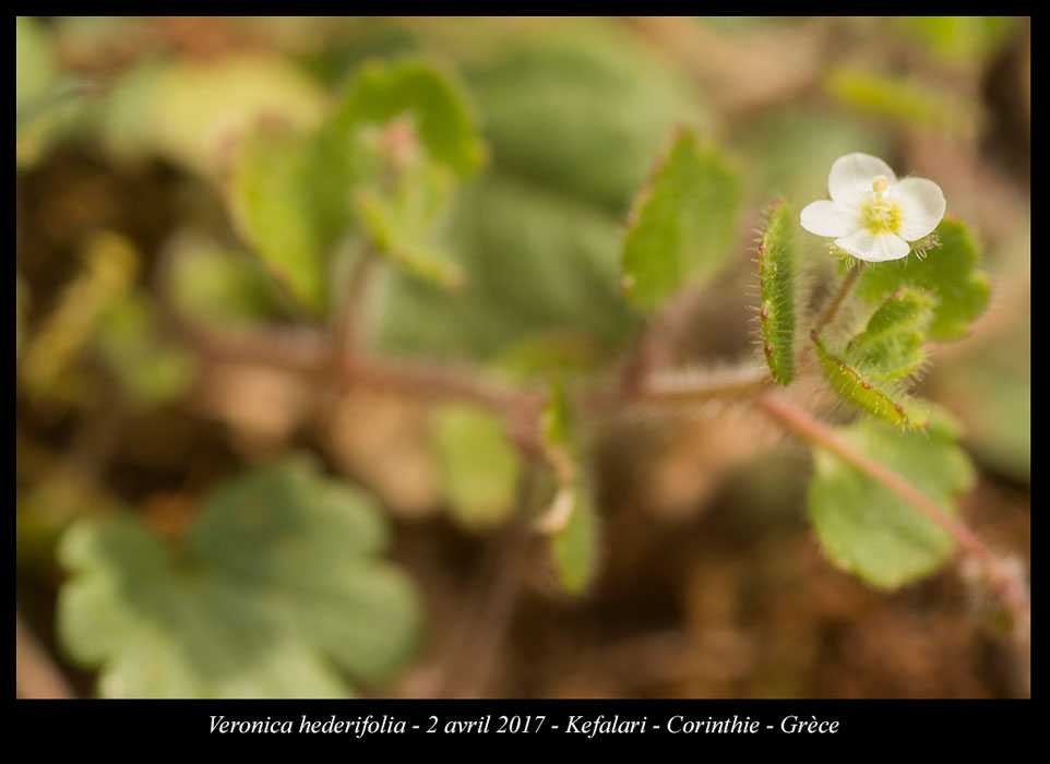 Veronica-hederifolia