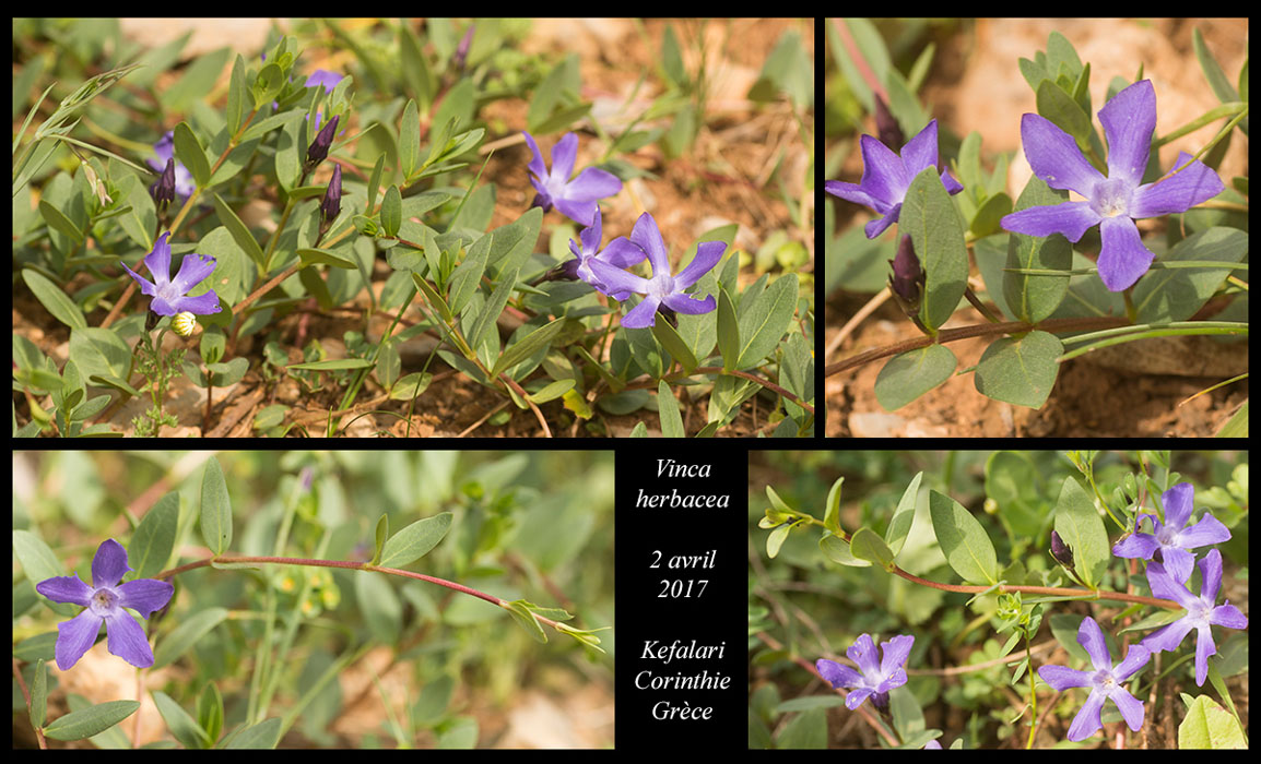 Vinca-herbacea