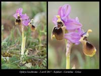 Ophrys-leochroma