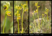 Ophrys-phryganae-&-sicula