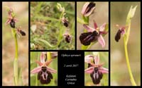 Ophrys-spruneri