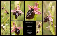 Ophrys-spruneri2