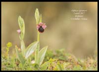 Ophrys-spruneri3