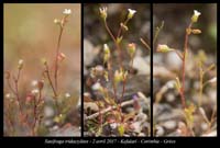 Saxifraga-tridactylites