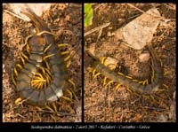 Scolopendra-dalmatica