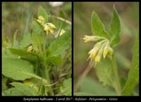 Symphytum-bulbosum