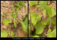 Urtica-pilulifera