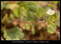 Veronica-hederifolia