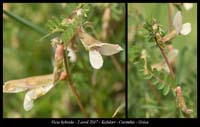 Vicia-hybrida
