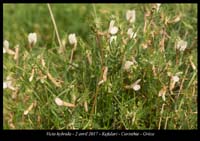Vicia-hybrida2