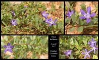 Vinca-herbacea