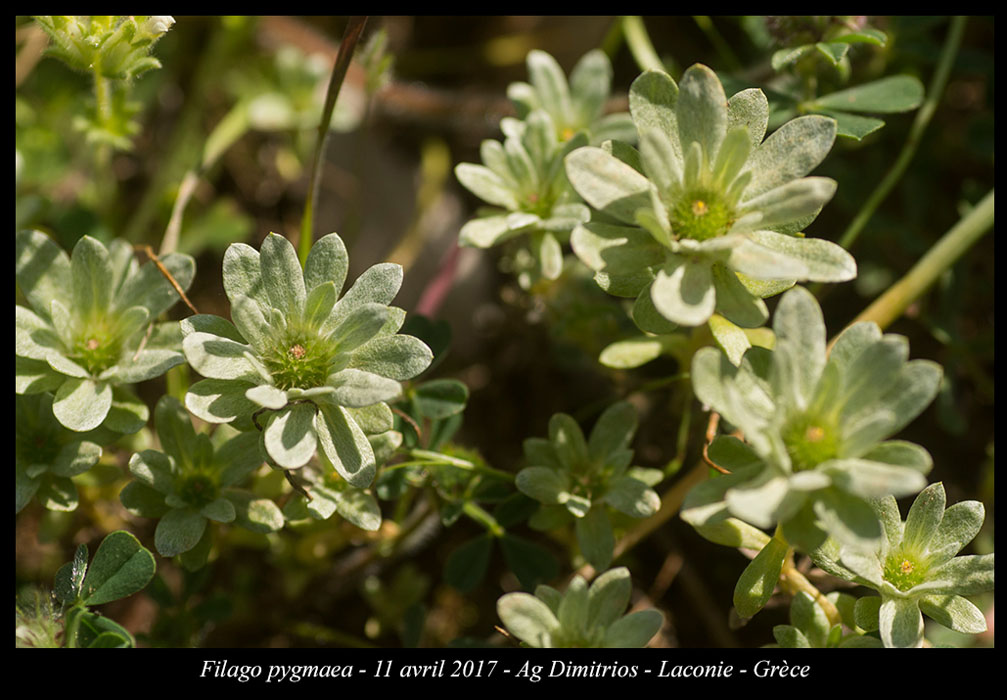 Filago-pygmaea2