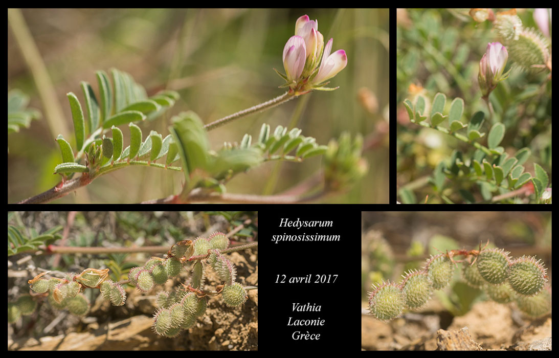Hedysarum-spinosissimum