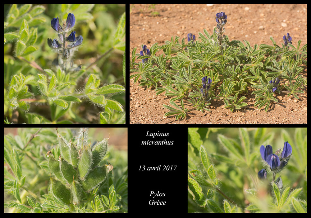 Lupinus-micranthus