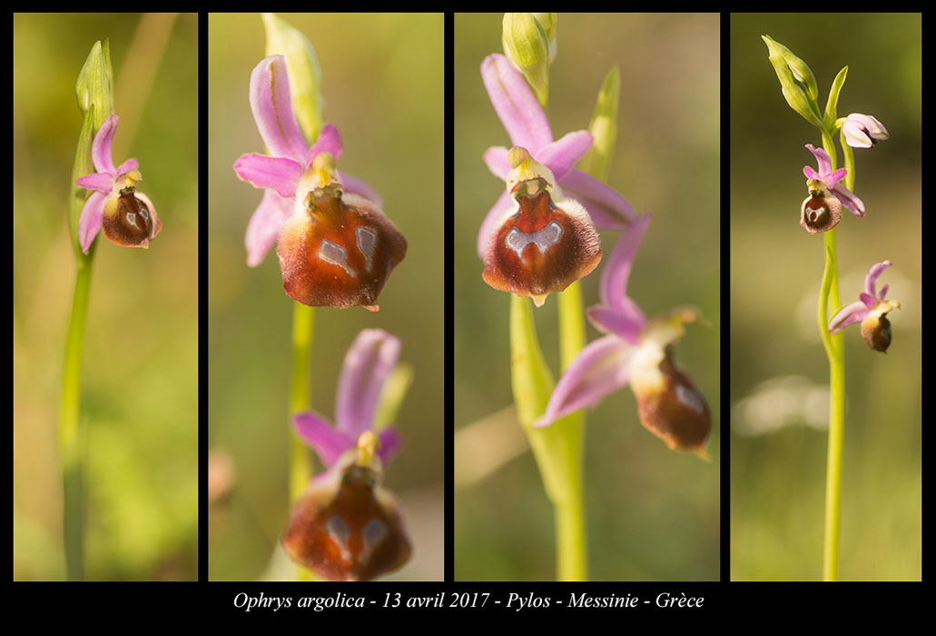 Ophrys-argolica3