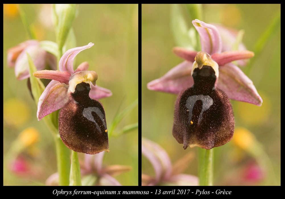 Ophrys-ferrum-equinum-x-mammosa