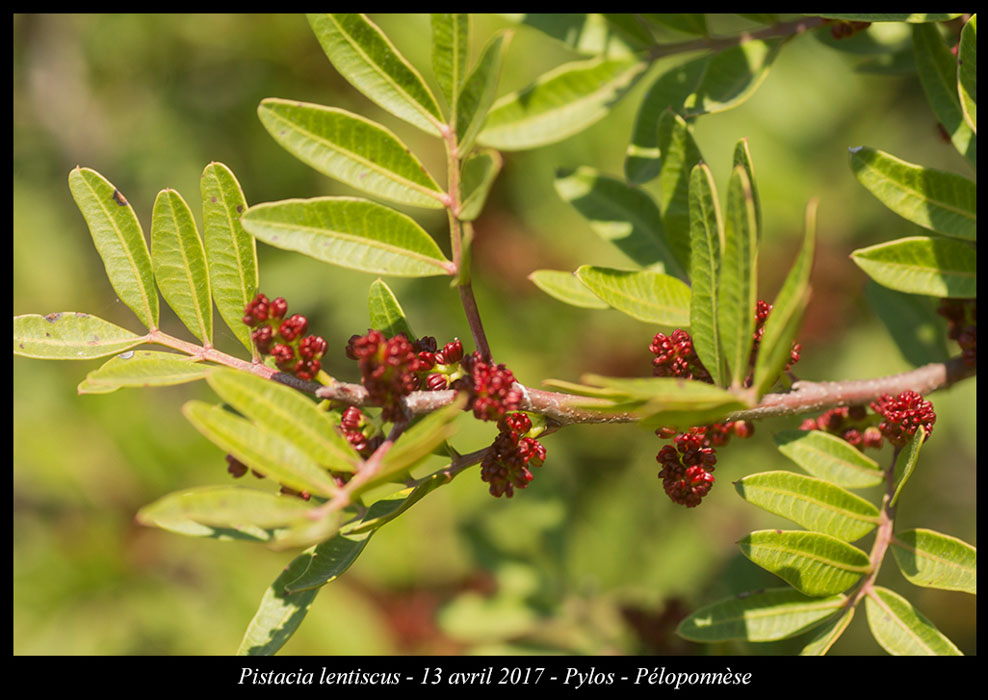 Pistacia-lentiscus