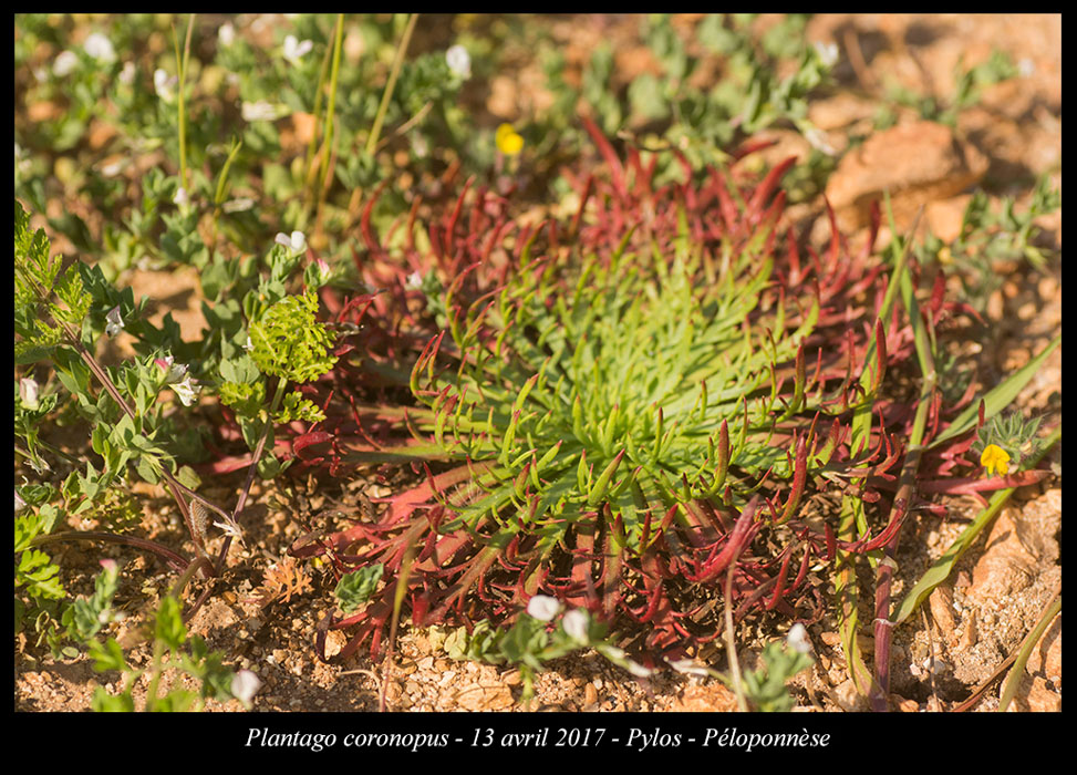 Plantago-coronopus