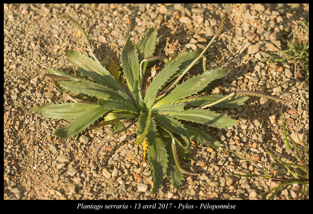 Plantago-serraria