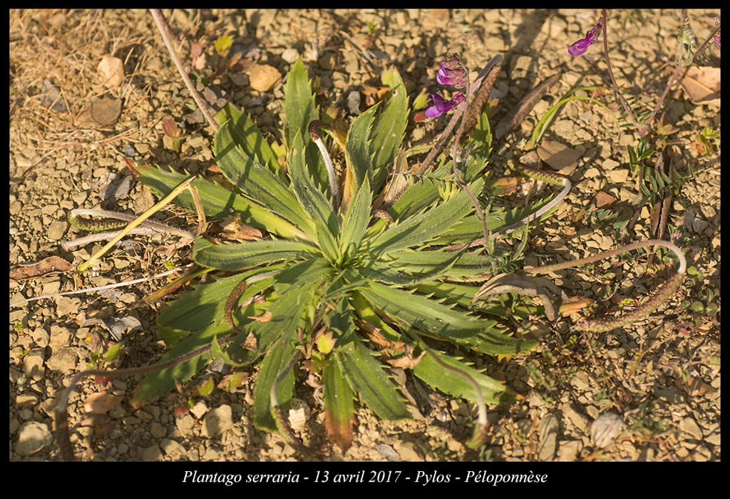 Plantago-serraria2