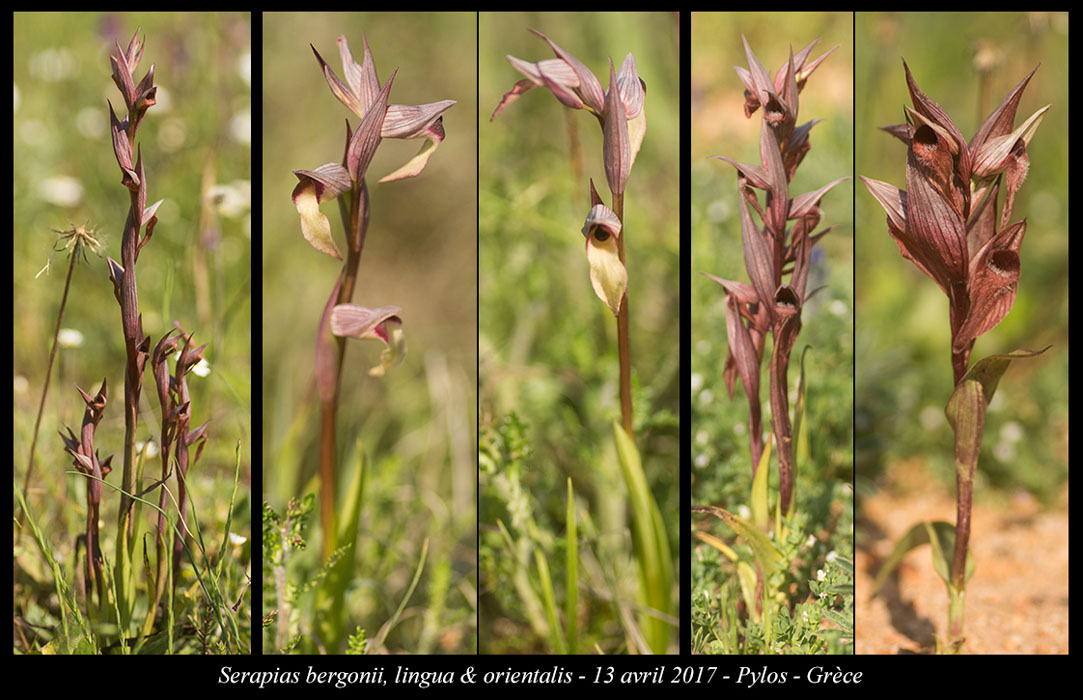 Serapias-bergonii-lingua-&-orientalis