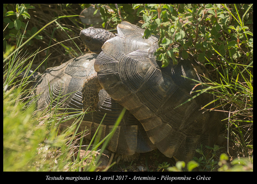 Testudo-marginata