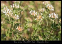 Lotus-hirsutus
