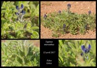 Lupinus-micranthus