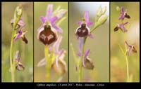 Ophrys-argolica