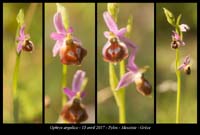 Ophrys-argolica3