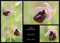 Ophrys-ferrum-equinum