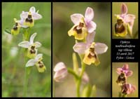 Ophrys-tenthredinifera-ssp-villosa