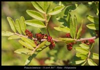 Pistacia-lentiscus