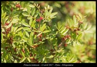Pistacia-lentiscus2