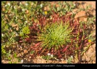 Plantago-coronopus