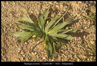 Plantago-serraria