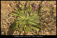 Plantago-serraria2