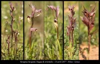 Serapias-bergonii-lingua-&-orientalis