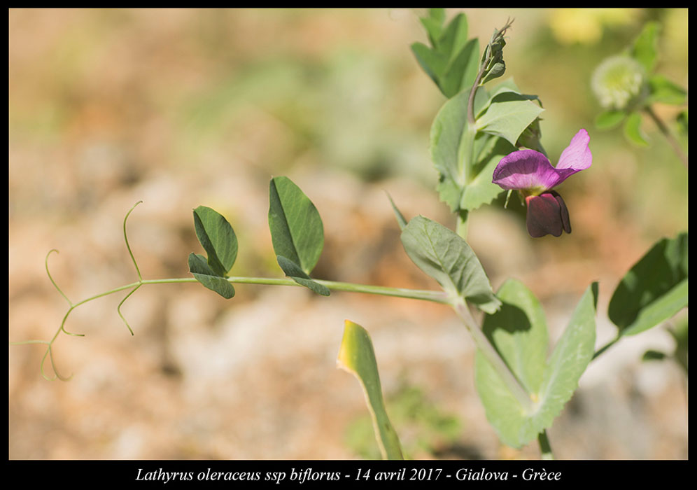Lathyrus-oleraceus-ssp-biflorus2