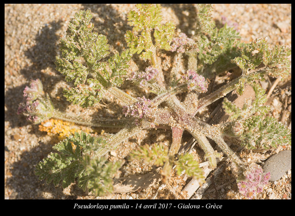 Pseudorlaya-pumila2